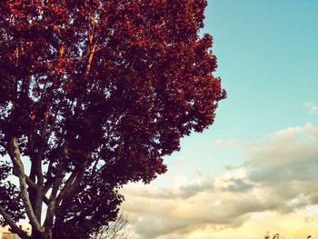 Low angle view of flower tree against sky