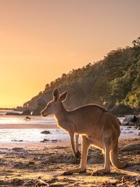 Horse standing on shore against sky during sunset