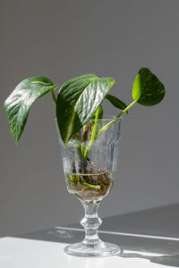 Young sprouts of golden pothos / epipremnum aureum with root in transparent wineglass on the table.