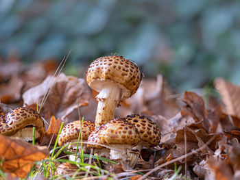 Close-up of mushroom on field