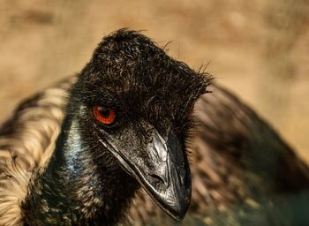 Close-up of a bird looking away