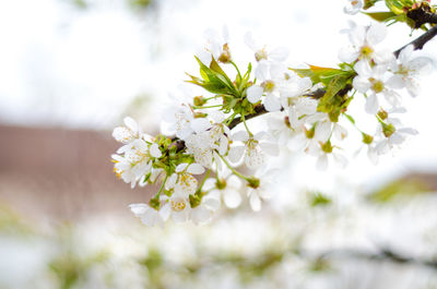 Close-up of white cherry blossoms