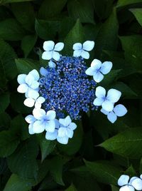 Close-up of purple hydrangea blooming outdoors