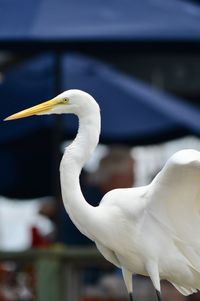 Great egret standing in front of a blurred outdoor seating section of a restaurant on hilton head