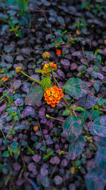 High angle view of purple flowering plants on leaves