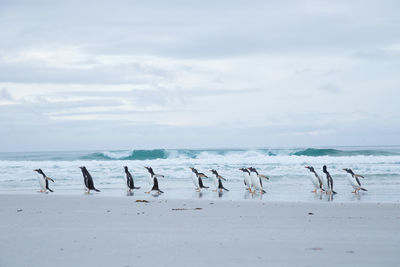 Flock of birds on beach