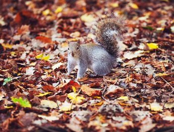 Autumn leaves on field