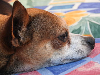 Close-up portrait of dog lying down