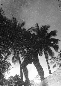 Low angle view of trees against sky