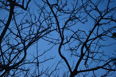 Low angle view of bare tree against blue sky