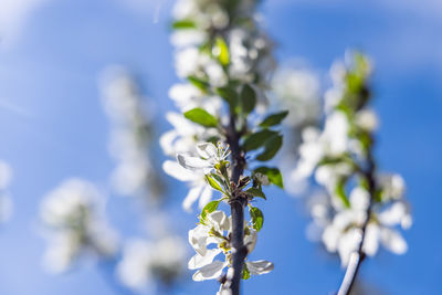 Close-up of white flowering plant against blue sky