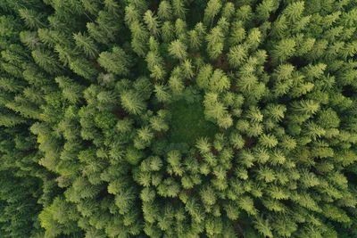 Full frame shot of pine trees