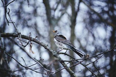 Low angle view of bird perching on branch