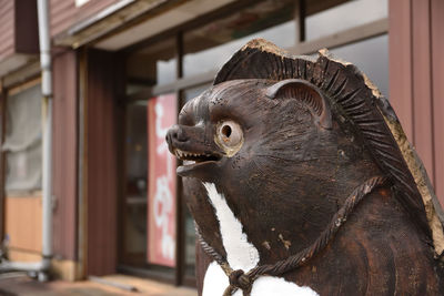 Close-up of owl