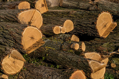 Stack of logs on field in forest