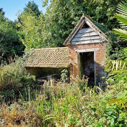 Abandoned house amidst trees on field