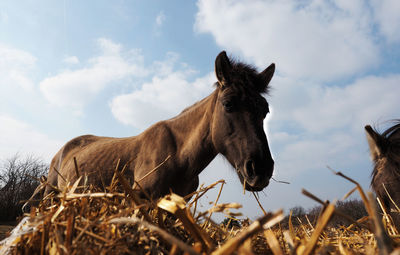 View of a horse on field