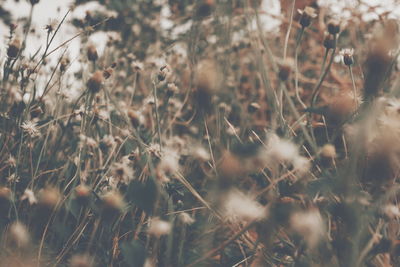 Close-up of plants growing on field