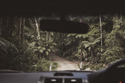 Road amidst trees seen through car windshield