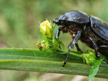 Close-up of insect on plant