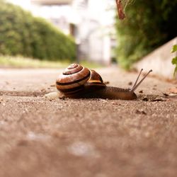 Close-up of snail on sand