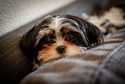 Sleepy puppy dog lies on couch