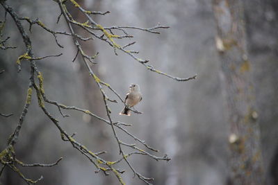 Bird perching on a tree