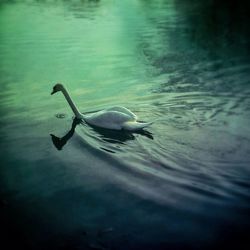 Two swimming in lake