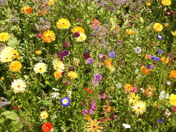 Flowers blooming on field