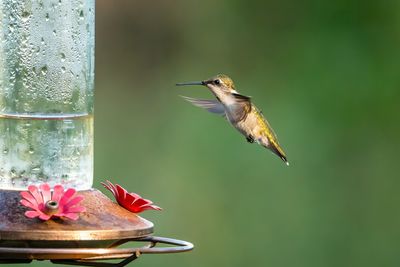 Close-up of bird perching on plant