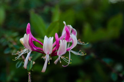 Close-up of pink flower blooming outdoors