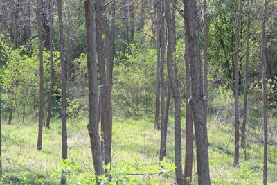 Pine trees in forest