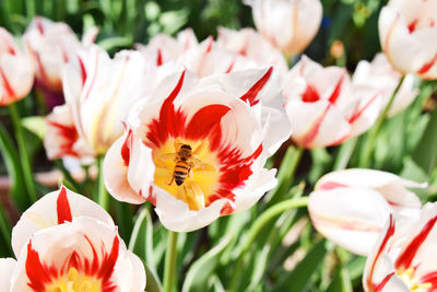 Close-up of bee on red flowers