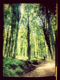 Trees in forest