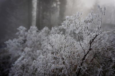 Close-up of frozen plants in forest