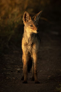 Full length of jackal standing on land