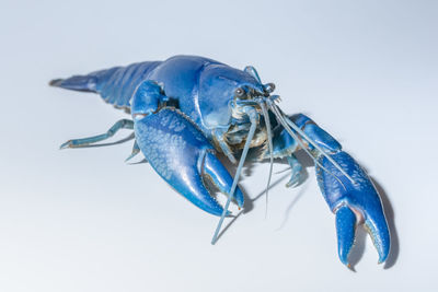 Close-up of insect over white background