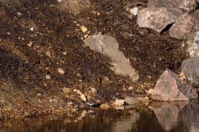 High angle view of crab in sea