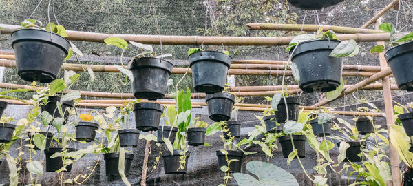Close-up of old metal pipe against plants