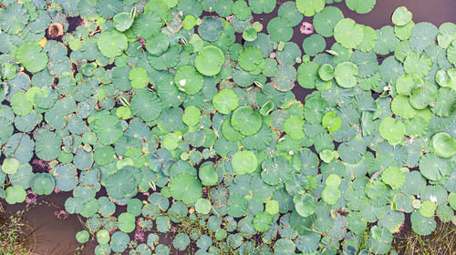 Full frame shot of fresh green leaves