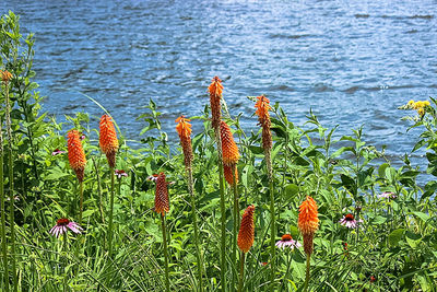 Close-up of flowers growing in pond