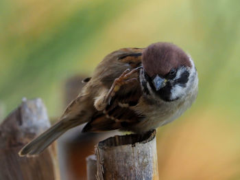 Close-up of bird perching on wooden post