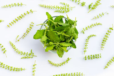 High angle view of chopped leaves against white background