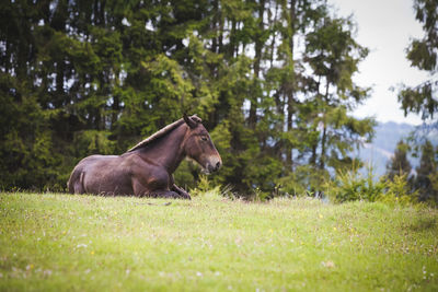 Side view of horse on field