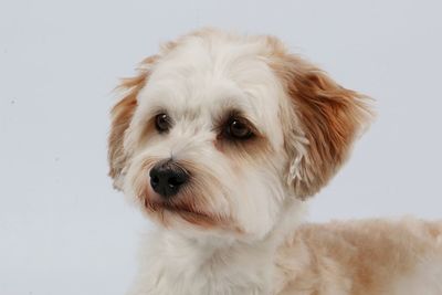 Close-up portrait of dog against white background