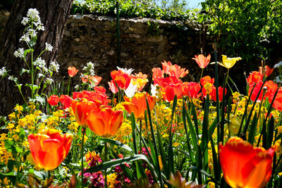 Red tulips blooming in field