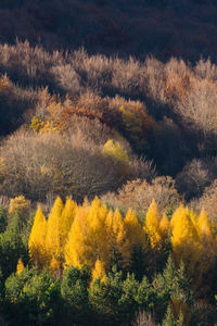 Yellow flowers growing in forest