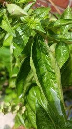 Close-up of plant