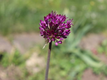 Close-up of purple flowering plant on field