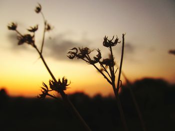 Silhouette plants against sky during sunset